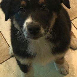 Australian Shepherd Puppies from Angel Aussies