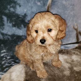 Cavapoo Puppies from Lebel Cavapoos