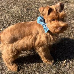 Boy 1 - Wheaten male Miniature Schnauzer puppy in Groesbeck, Texas from Ranch 4M