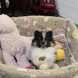 Kyra - Blue merle female Pomeranian puppy in Bells, Texas from Lollipoppoms