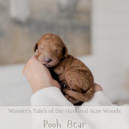 Pooh Bear - Red  male Goldendoodle puppy in Roanoke Rapids, North Carolina from Sweeter than Honey Doodles