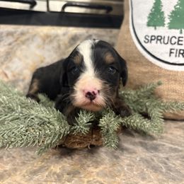 Girl 5 - female Bernedoodle puppy in Temecula, California from Country Hills Doodles