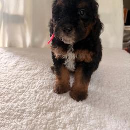 Peaches - Phantom female Goldendoodle puppy in Luana, Iowa from Country View Bernedoodles and Goldendoodles
