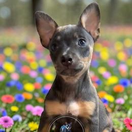 Cinderella - Blue and white female Teddy Roosevelt Terrier puppy in Little Elm, Texas from Stone's Teddy Roosevelt Terrier's