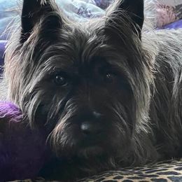 Cairn Terriers from Underwood Cairn Terriers