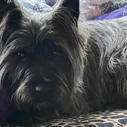 Cairn Terriers from Underwood Cairn Terriers