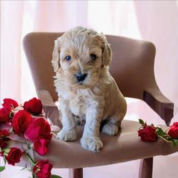 Chilli - Red female Cockapoo puppy in Sparta, Missouri from Sis' Doodles & Poodles