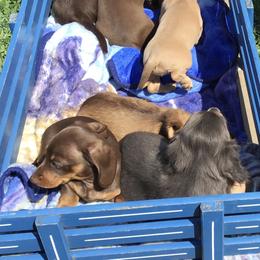 Dachshunds from Atlasta Dachshunds