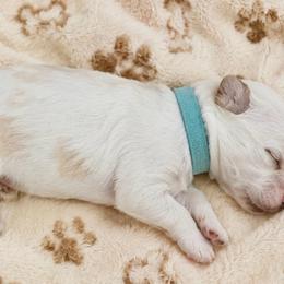 Chewy - Parti male Goldendoodle puppy in Cumberland, Rhode Island from minigoldendoodlesofRI