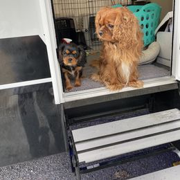 Cavalier King Charles Spaniel Puppies from Meant To Be Cavalier King Charles Spaniels