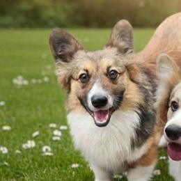 Rocky - American Corgi