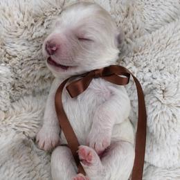Zephyr - Chalk male Australian Labradoodle puppy in Upland, California from Kings Labradoodles