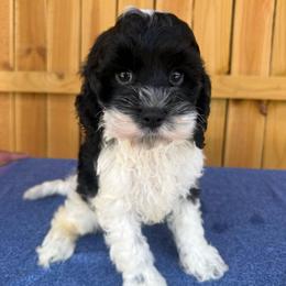 Domino - Black and white male Cockapoo puppy in Holton, Indiana from MoonShine Babies
