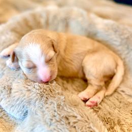 Luigi- green collar male - Yellow and white male Bernedoodle puppy in Salt Lake County, Utah from Coco Avenue Pups