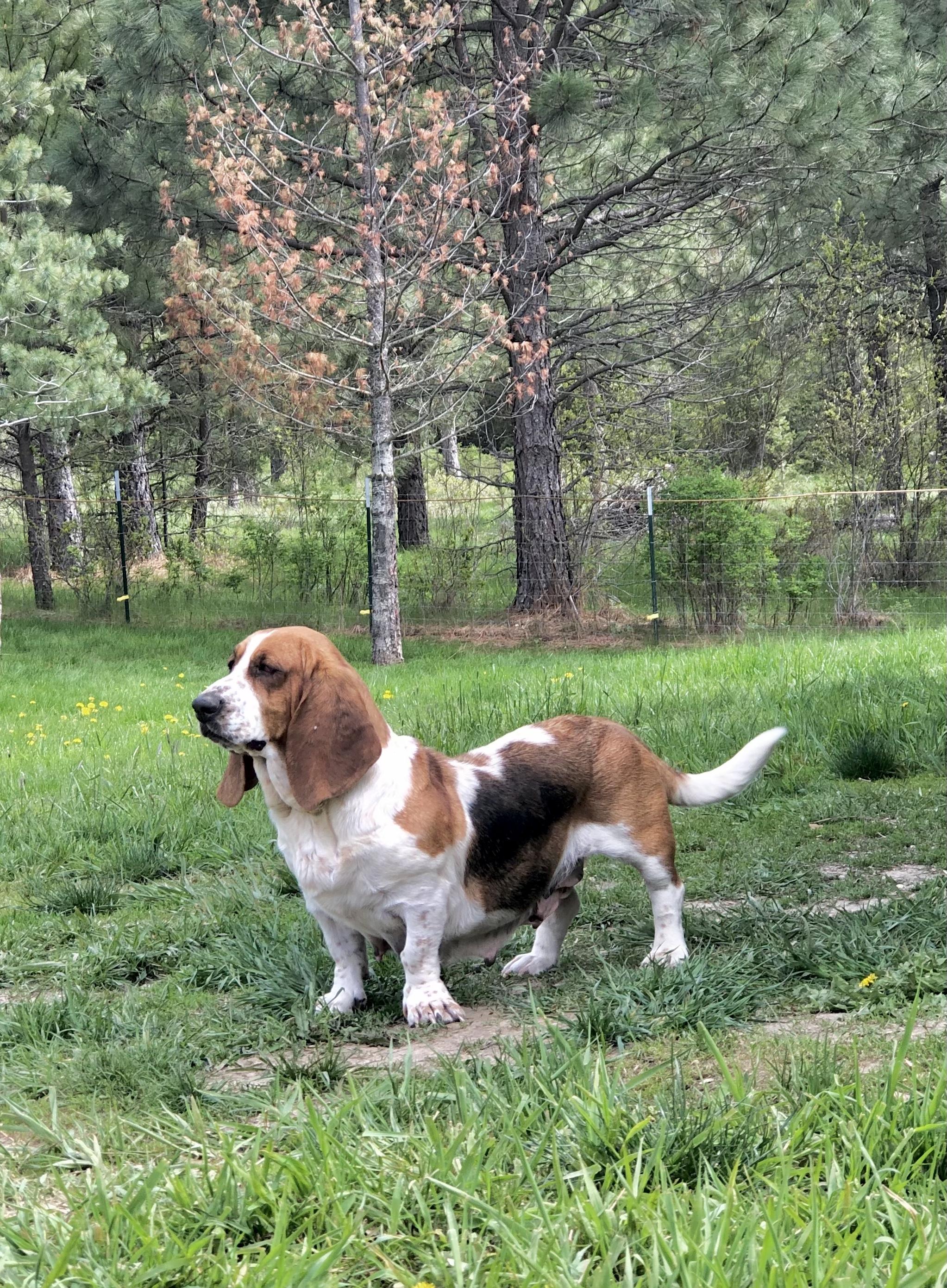 Plummer Mountain Kennels in Idaho Basset Hound puppies Good Dog