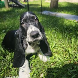 Parker - Black brown and white male Basset Hound puppy in Big Rapids, Michigan from Basket Hound Bassets