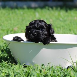 Russian Tsvetnaya Bolonka Puppies from Pink Lotus Kennels