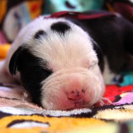 Maroon Collar girl - Black female American Bully puppy in Sandy Hook, Connecticut from Fia Bullies