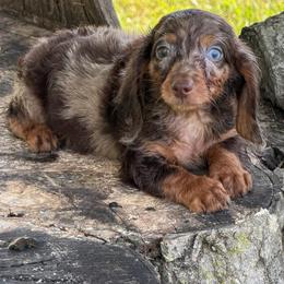Manny - Dapple male Dachshund puppy in Industry, Illinois from KDKs Kennels