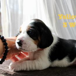 Yellow Girl - Black white and tan female Beagle puppy in Grantsville, Maryland from Fable & Fern Beagles