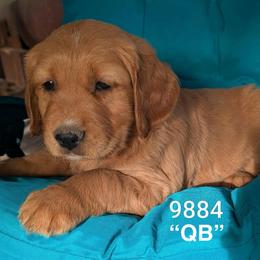 QB - Dark golden male Golden Retriever puppy in Parker, Colorado from Legacy Ranch Golden Retrievers