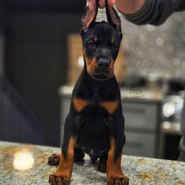Kadi - Black and rust female Doberman Pinscher puppy in China Township, Michigan from Snell's Superior Kennel Dobermann & GSP