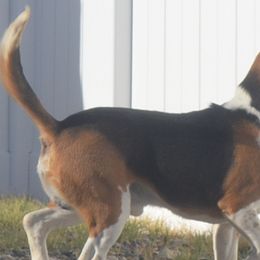 Beagles and Labrador Retrievers from Badland Kennel