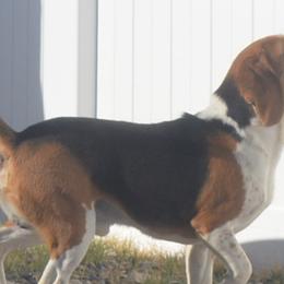 Beagles and Labrador Retrievers from Badland Kennel