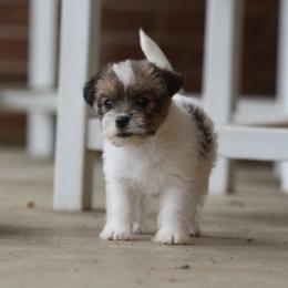 Ina Girl 1 - White and tan female Russell Terrier puppy in Middletown, Virginia from DBF Russell Terriers