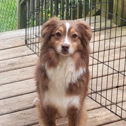 Calliope - Australian Shepherd