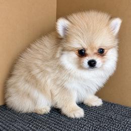 Rocket - Cream sable parti male Pomeranian puppy in Orange, California from French Farms