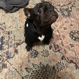 French Bulldog Puppies from Cotton Pickin Frenchies