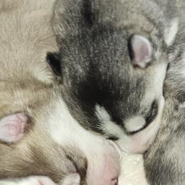 Pomskies from Thors litter