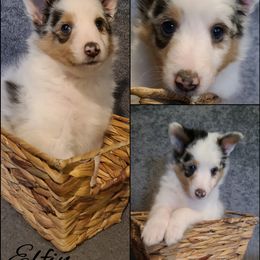 Shetland Sheepdog Puppies from Henotic Homestead