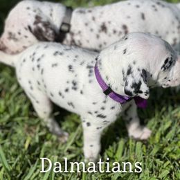 Dalmatian Puppies from Louisiana Roux Dalmatians