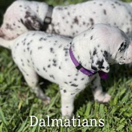 Dalmatian Puppies from Louisiana Roux Dalmatians