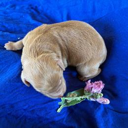 Peanut - Caramel red female Labradoodle puppy in Montrose, Colorado from Ithilien Labradoodles