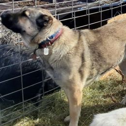 Colorado Mountain Dogs from Higher Farm