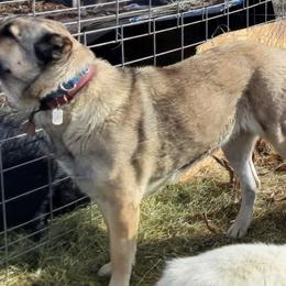 Colorado Mountain Dogs from Higher Farm