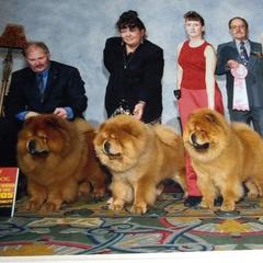 Chow Chow All Grown Up from DesertMoon Chows