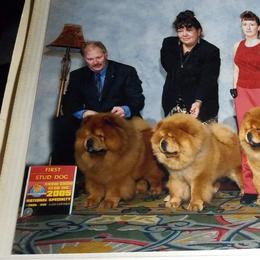 Chow Chow All Grown Up from DesertMoon Chows