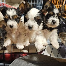 Biewer Terriers from Donna Lonsiak