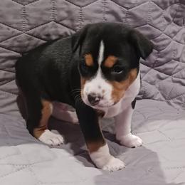 Tri Boy - Tri-color male Basenji puppy in Tuttle, Oklahoma from Steadfast Farm (SFF)