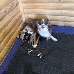 Miniature American Shepherds and Miniature Australian Shepherds from Country Creek Kennels
