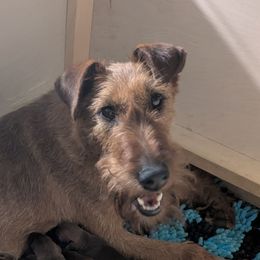 Nellie - Irish Terrier
