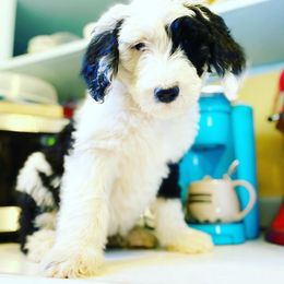 Goldendoodle and Sheepadoodle Puppies from Sunflower Family Farms