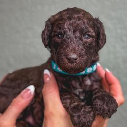 June Bug - Brown male Poodle puppy in Midwest City, Oklahoma from Strawberry Hill Puppy Patch