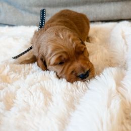 Black collar - Dark golden female Golden Retriever puppy in Lehi, Utah from Open Star Goldens