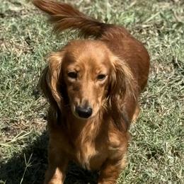 Pearl - Dachshund
