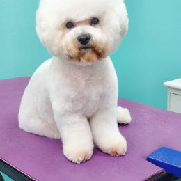 Dahlia - Bichon Frise